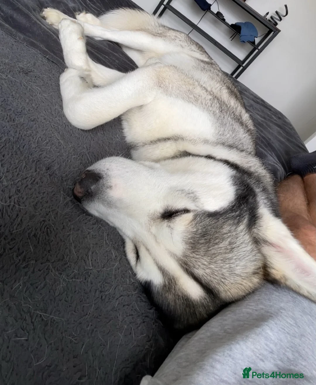 Huskita dogs for sale: Apollo in North Shields - Advert 2