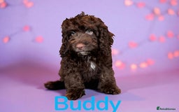 Cockapoo dogs for sale: ⭐️READY NOW⭐️Stunning DNA clear C f1 choc  - Image 11