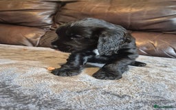 Cocker Spaniel dogs for sale: Cocker spaniel pups ready now!!  - Image 4