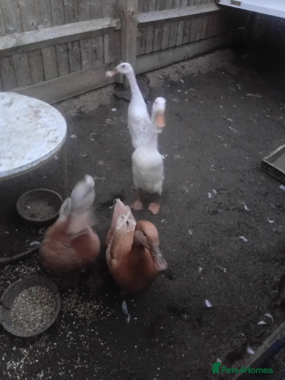 Ducks poultry for sale: Pairs of ducks in Milton Keynes - Advert 1