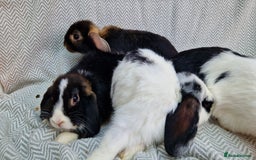 Mini Lop rabbits for sale: Mini Lop Male Rabbits - Image 4