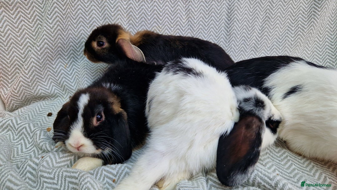 Mini Lop rabbits for sale: Mini Lop Male Rabbits - Image 4
