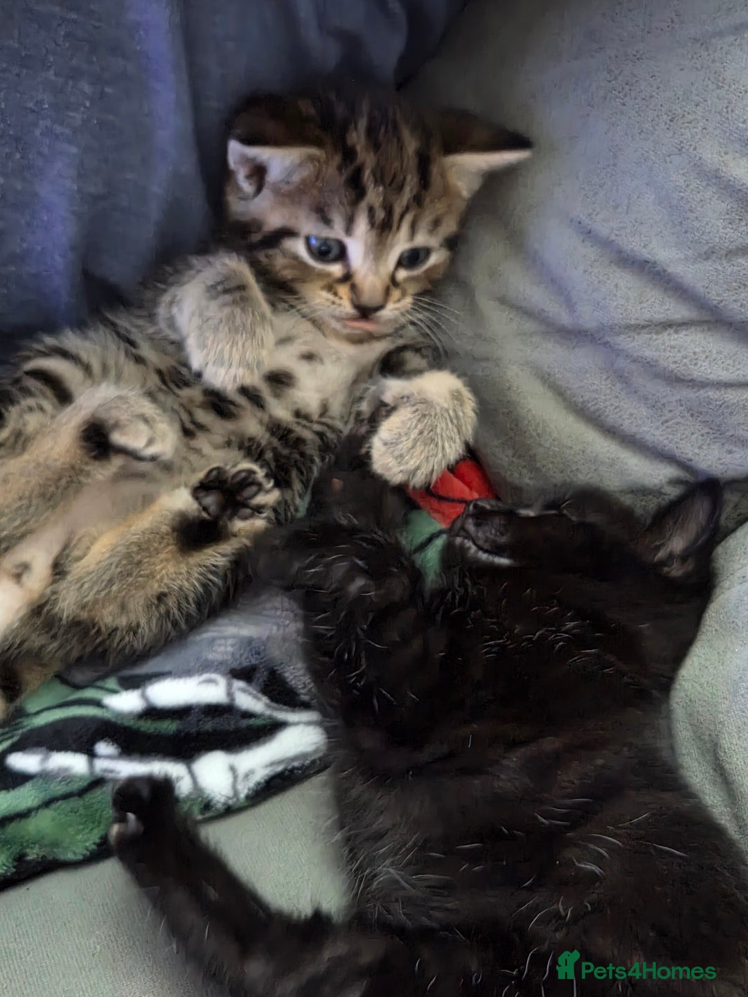 British Shorthair cats for sale: 4 beautiful kittens  - Image 11