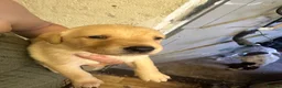 Labrador Retriever dogs for sale: KC Registered Labrador Retrievers - Advert 8