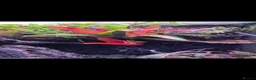 Frog reptiles for sale: Dendrobates tinctorius + full set up in Sheffield - Advert 9