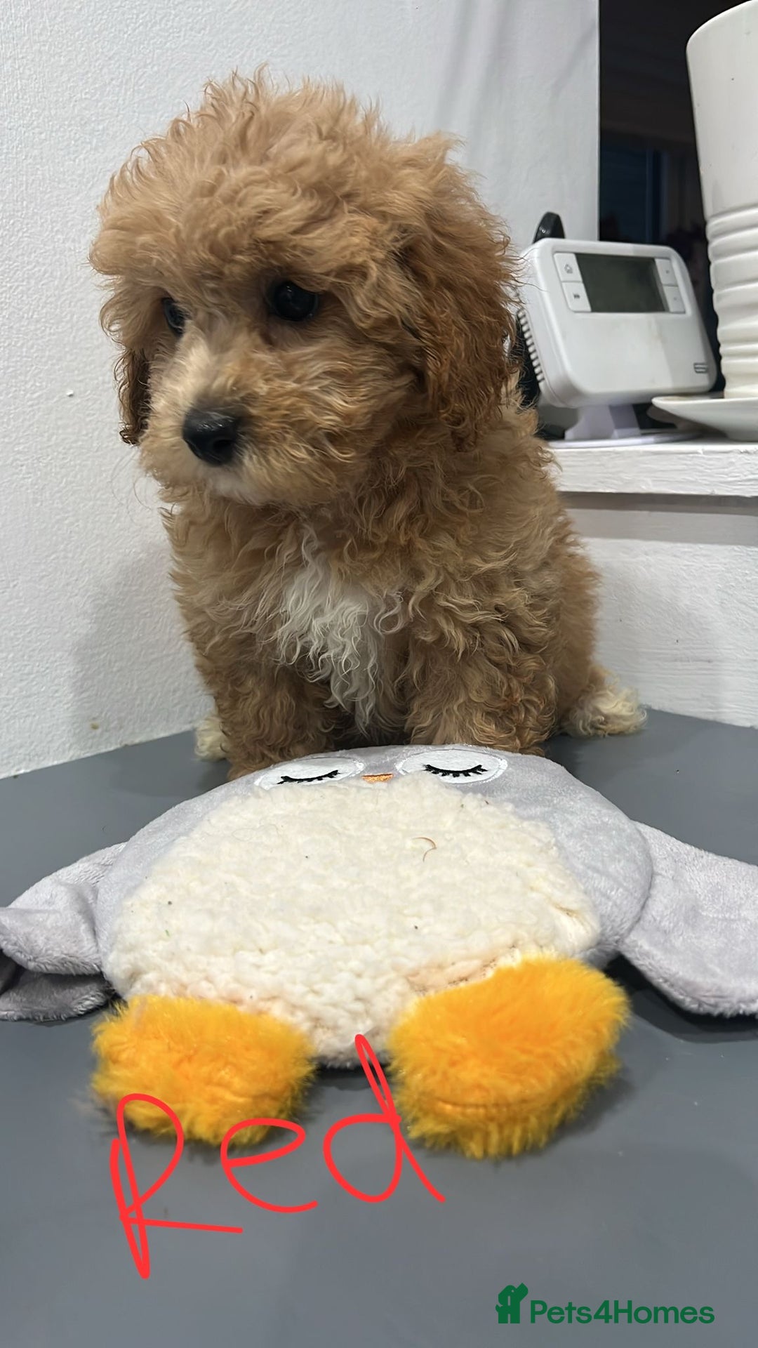 Coton De Tulear dogs for sale: Cotonoodle - Image 6