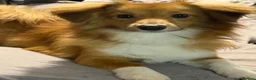 Pomeranian dogs for sale: Pomeranian and sons for rehoming. CAN SEPARATE. - Advert 3