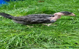 Chickens poultry for sale: Transylvanian Naked Neck Chicks - Image 25