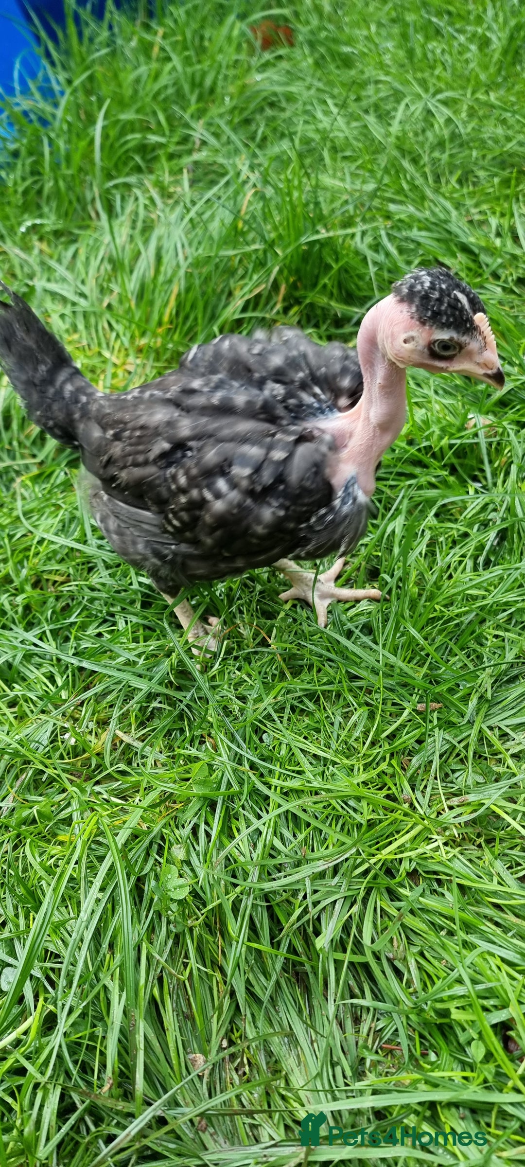 Chickens poultry for sale: Transylvanian Naked Neck Chicks - Image 25