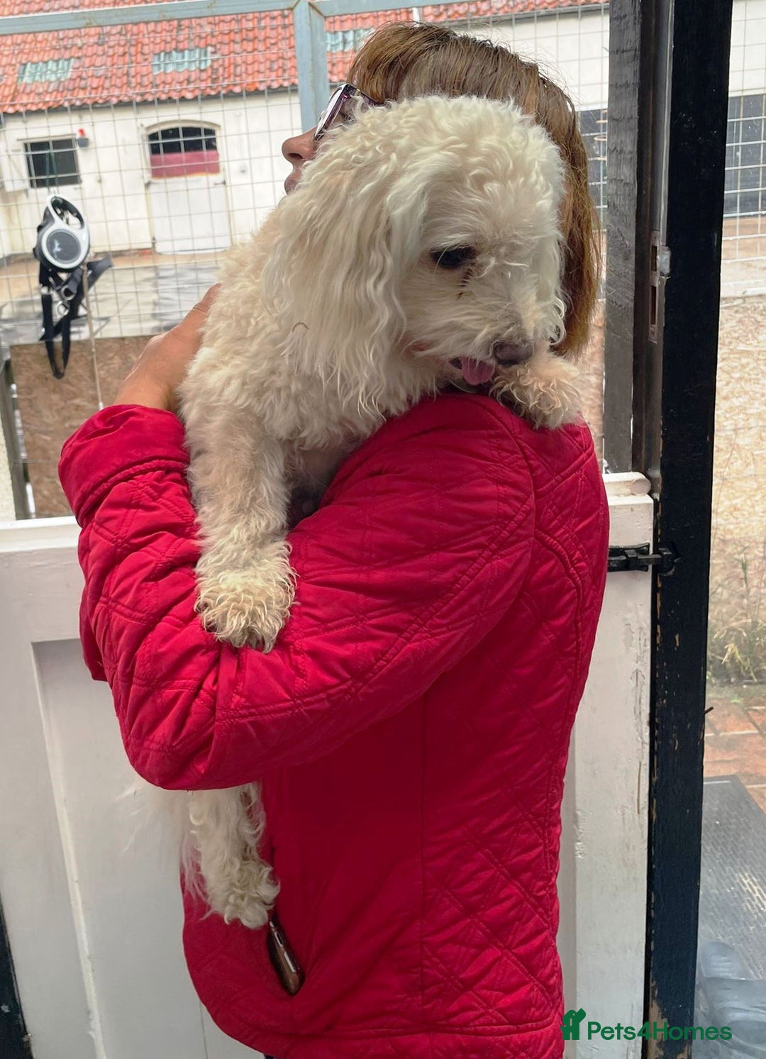 Bichon Frise dogs for adoption: Meet WALLACE - a Beautiful boy for a Loving Home - Image 10