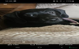 Mixed Breed dogs for sale: Labrador x dachshund  - Image 1