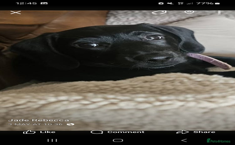 Mixed Breed dogs - Advert 15