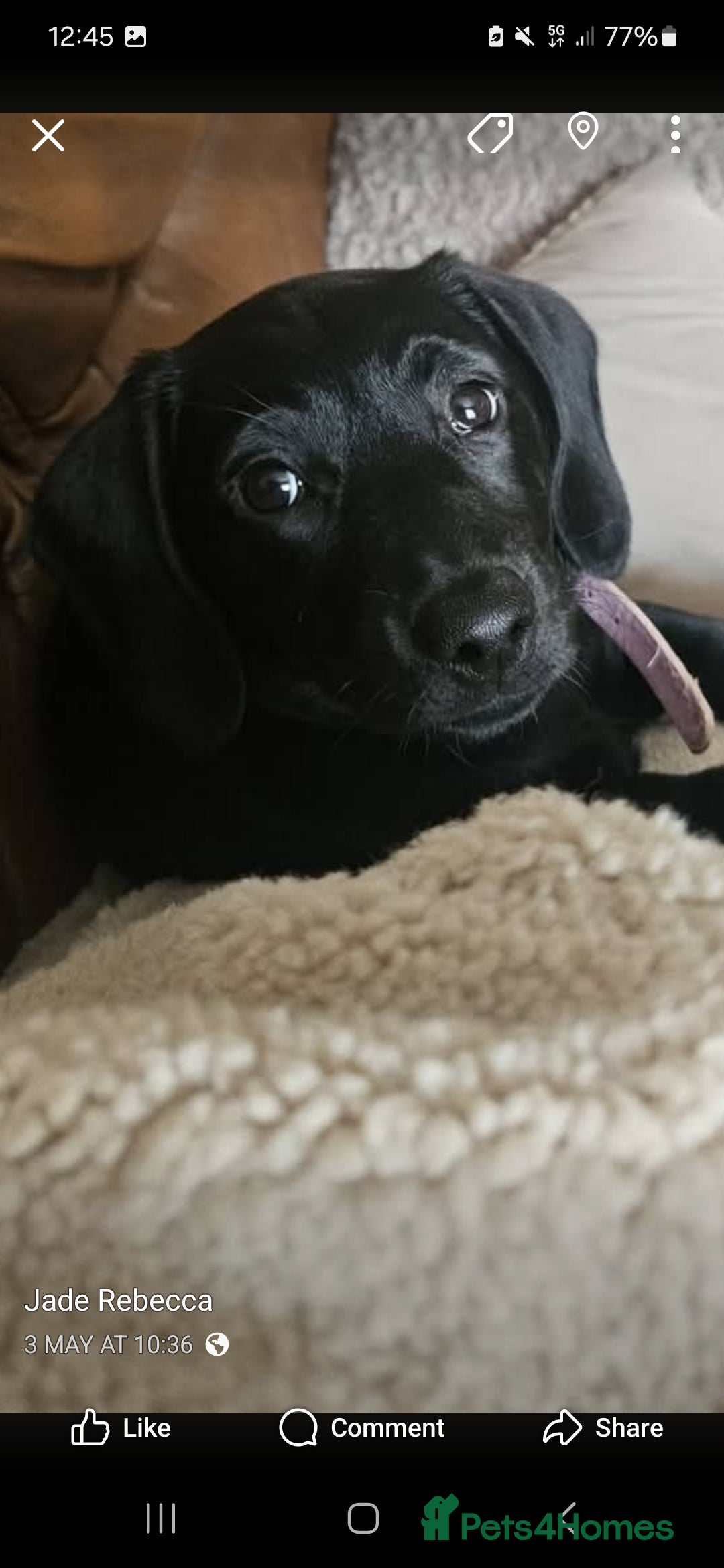 Mixed Breed dogs for sale: Labrador x dachshund  - Image 1