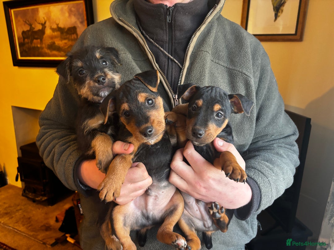 Mixed Breed dogs for sale: Beautiful Jack Russel X Lakeland Terriers  - Advert 3