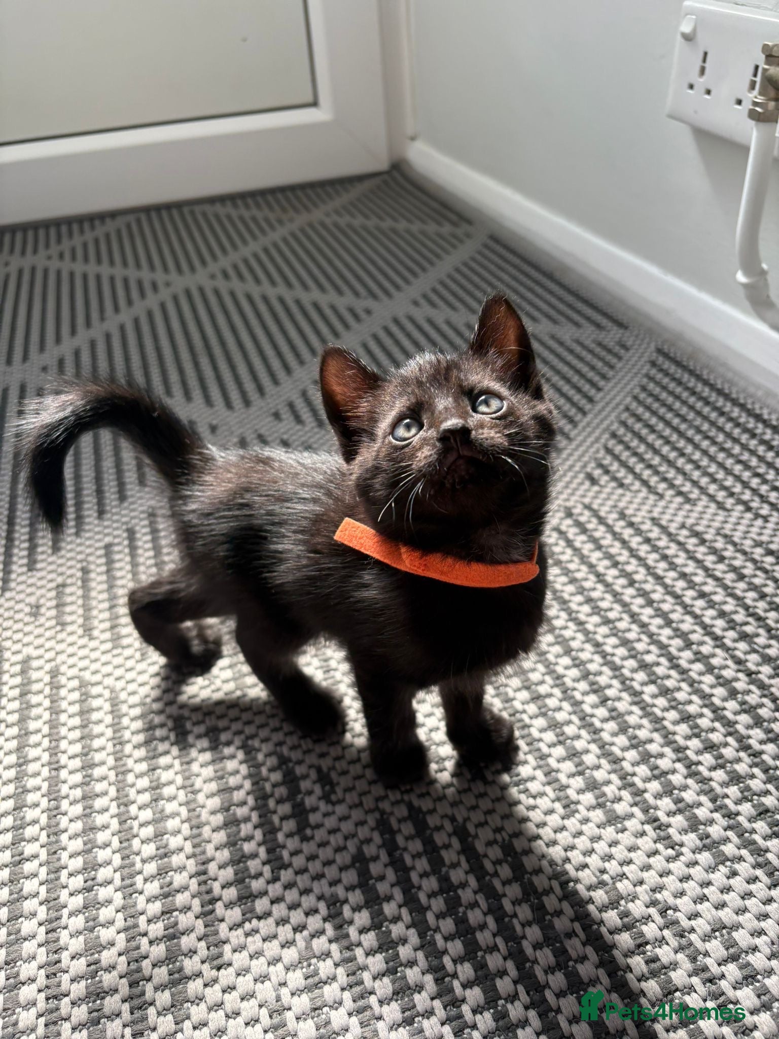 Mixed Breed cats 2 males available ready 26th may - Advert 2