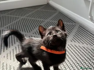 Mixed Breed cats 2 males available ready 26th may - Advert 2