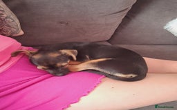 Mixed Breed dogs for sale: Chihuahua x jack males - Image 3