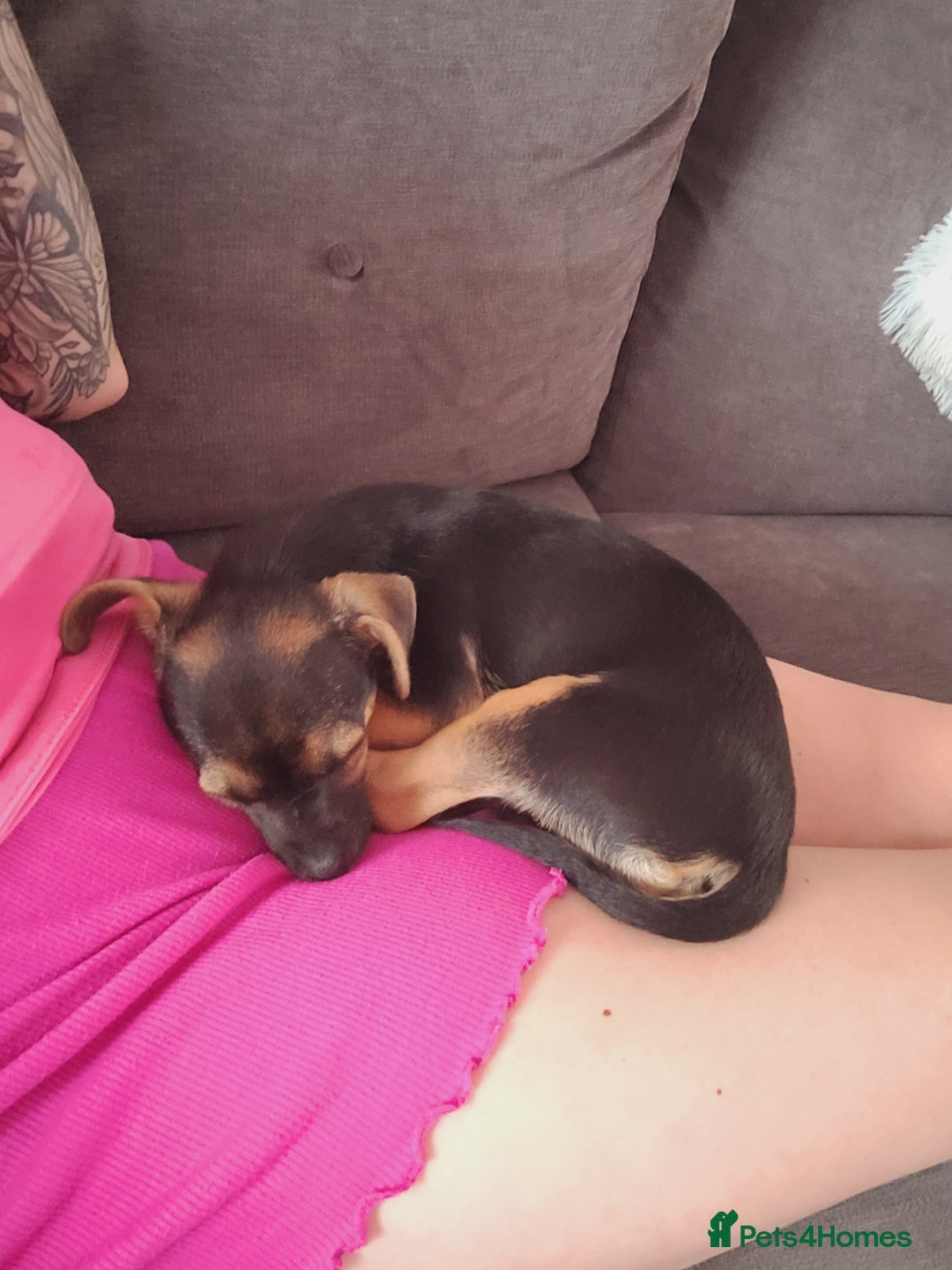 Mixed Breed dogs for sale: Chihuahua x jack males - Image 3