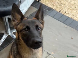 Belgian Shepherd Dog dogs Belgian malinios - Advert 2