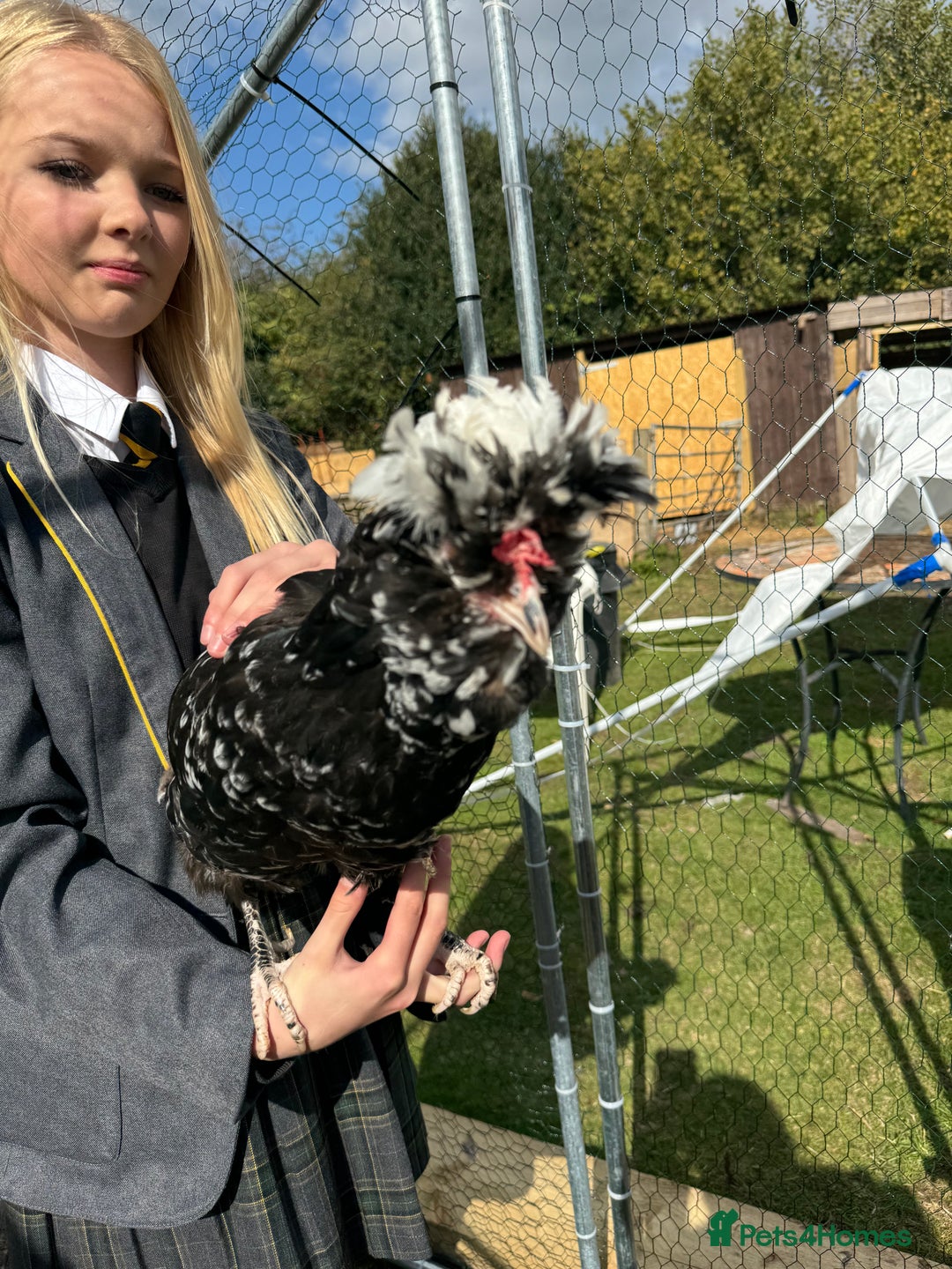 Chickens poultry for sale: Job lot chicken set up including 9 chickens - Image 4