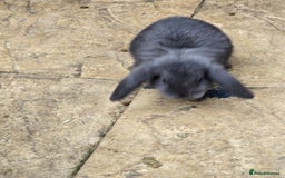 Continental Giant rabbits for sale: Giant french lops - Image 13