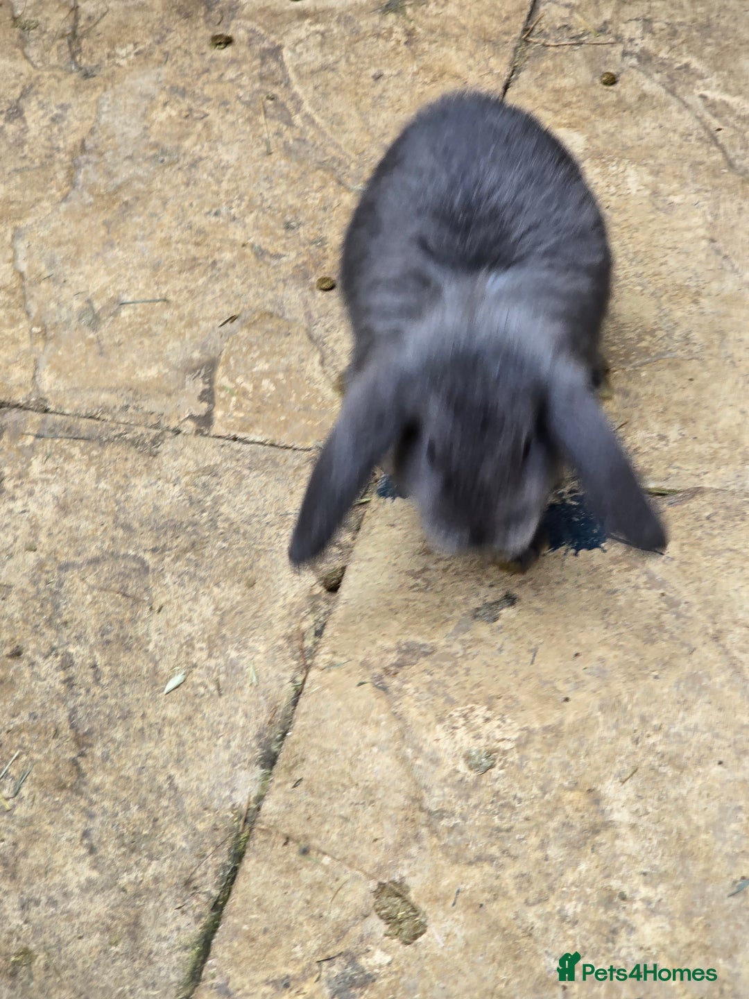 Continental Giant rabbits for sale: Giant french lops - Image 13