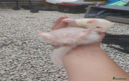 Ferret rodents for sale: Ferret  - Image 2