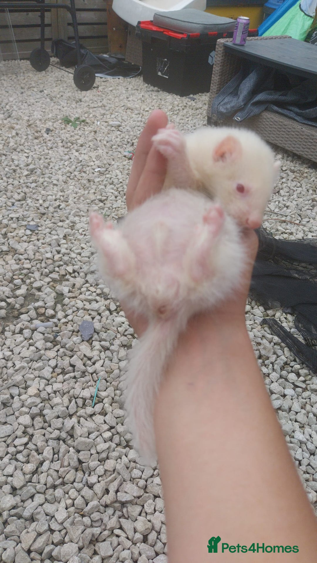 Ferret rodents for sale: Ferret  - Image 2