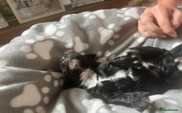 Cocker Spaniel dogs for sale: Merle Cocker Spaniel puppies 💖✨ - Image 5