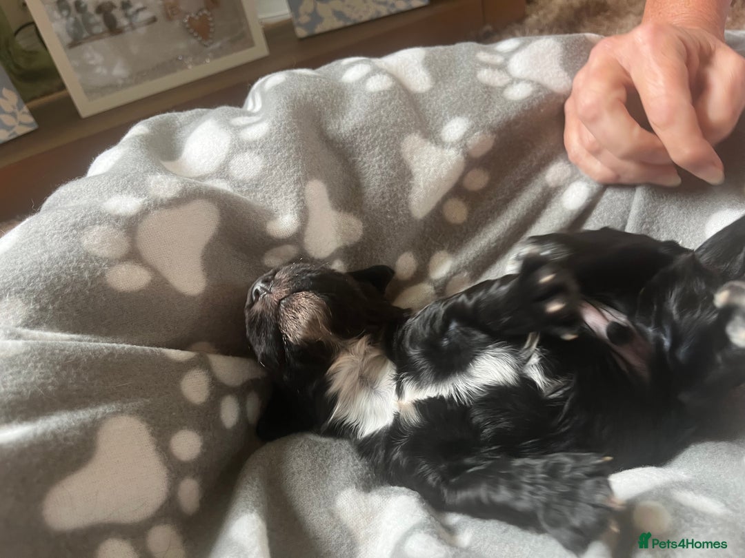 Cocker Spaniel dogs for sale: Merle Cocker Spaniel puppies 💖✨ - Image 5