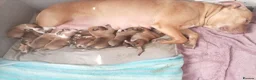 Mixed Breed dogs for sale: Lurcher bull puppies for sale in Heanor - Advert 3
