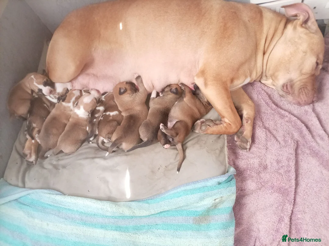 Mixed Breed dogs for sale: Lurcher bull puppies for sale in Heanor - Advert 3