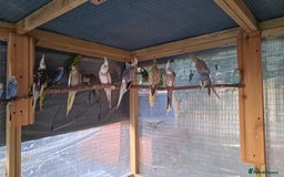 Cockatiels birds for sale: Silly hand tamed baby cockatiels for sale  - Image 10