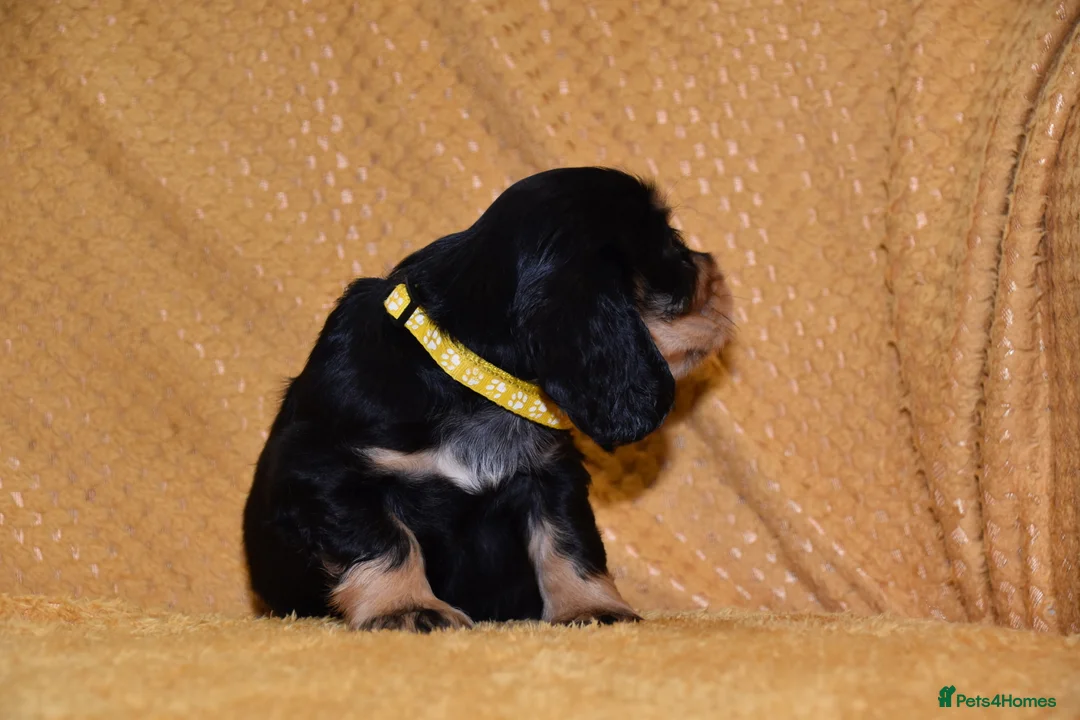 Cocker Spaniel dogs for sale: Show Type Kc Reg Cocker Spaniel Puppies - Advert 2