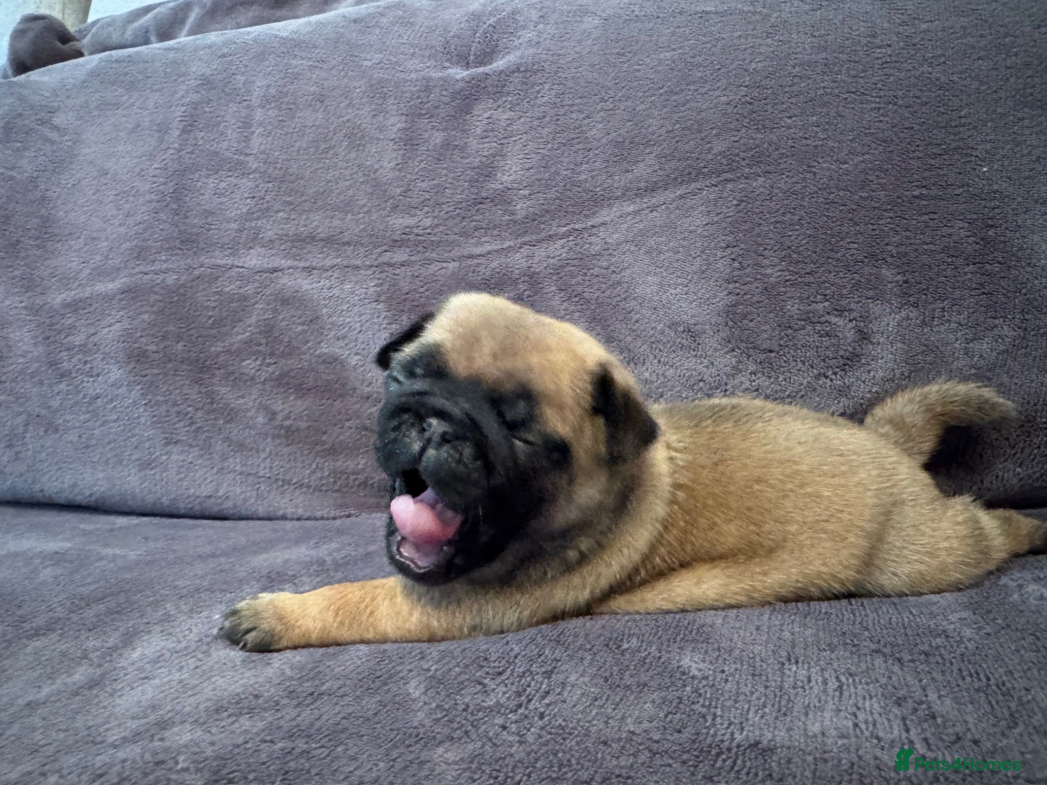 Pug dogs Beautiful Litter Of Pug Puppies All Girls  - Advert 1