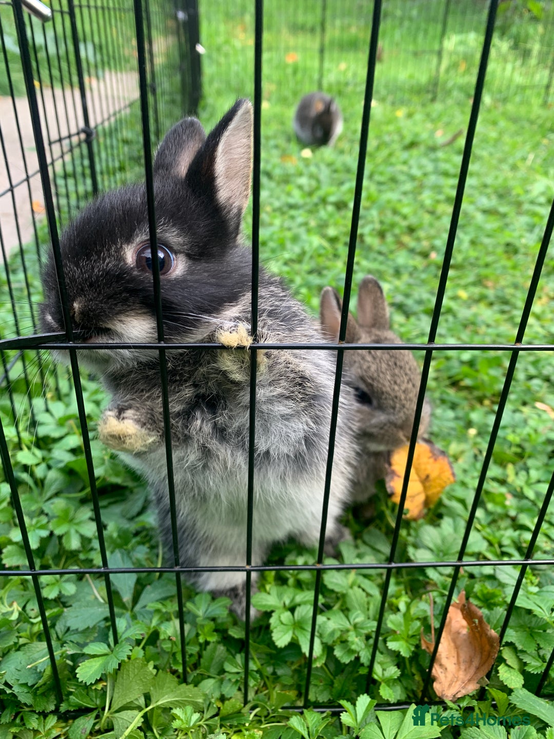 Netherland Dwarf rabbits for sale: Netherland Dwarf Rabbits - Advert 3