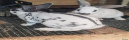 English Spot rabbits for sale: Original English spot male and female  in Dewsbury - Advert 1