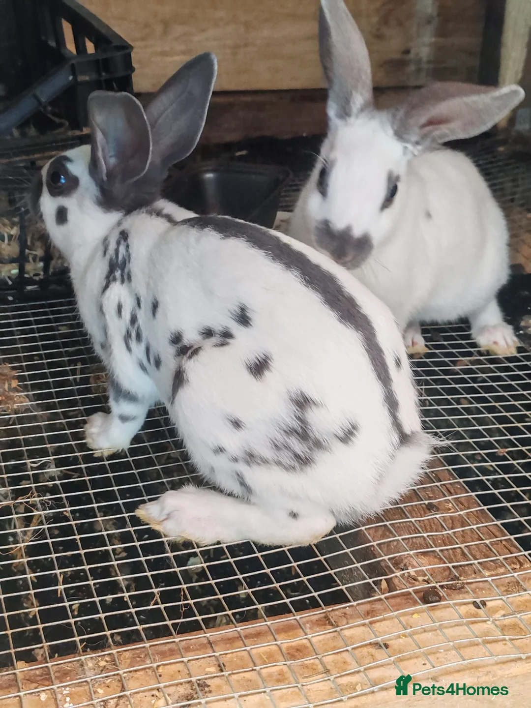 English Spot rabbits for sale: Original English spot male and female  in Dewsbury - Advert 1