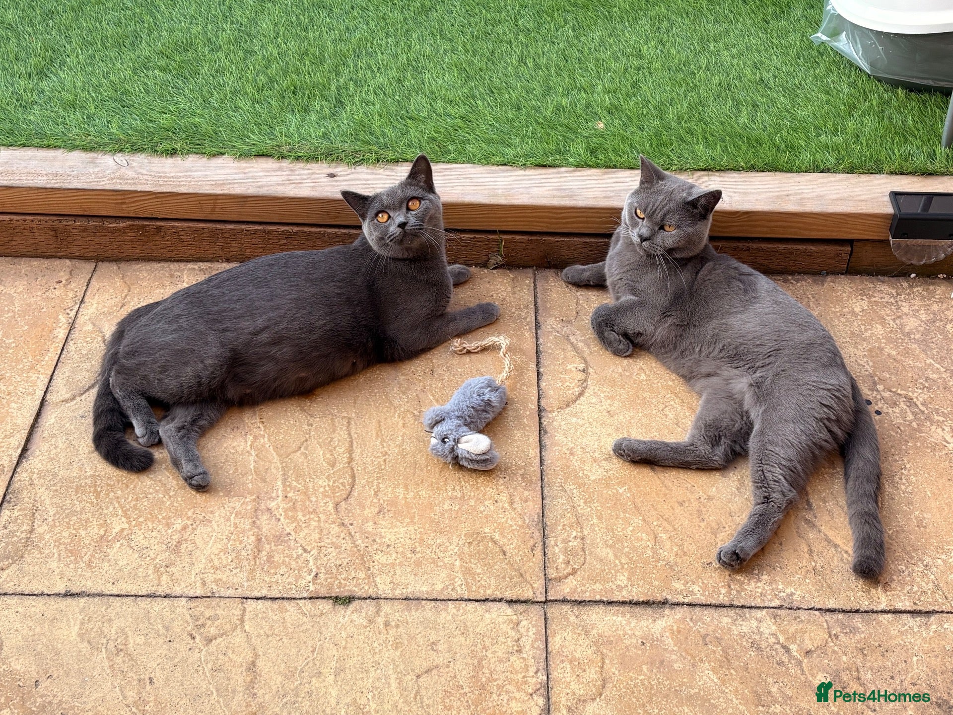 British Shorthair cats Beautiful British Shorthair Kittens  - Advert 11