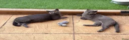 British Shorthair cats for sale: Beautiful British Shorthair Kittens  - Advert 1