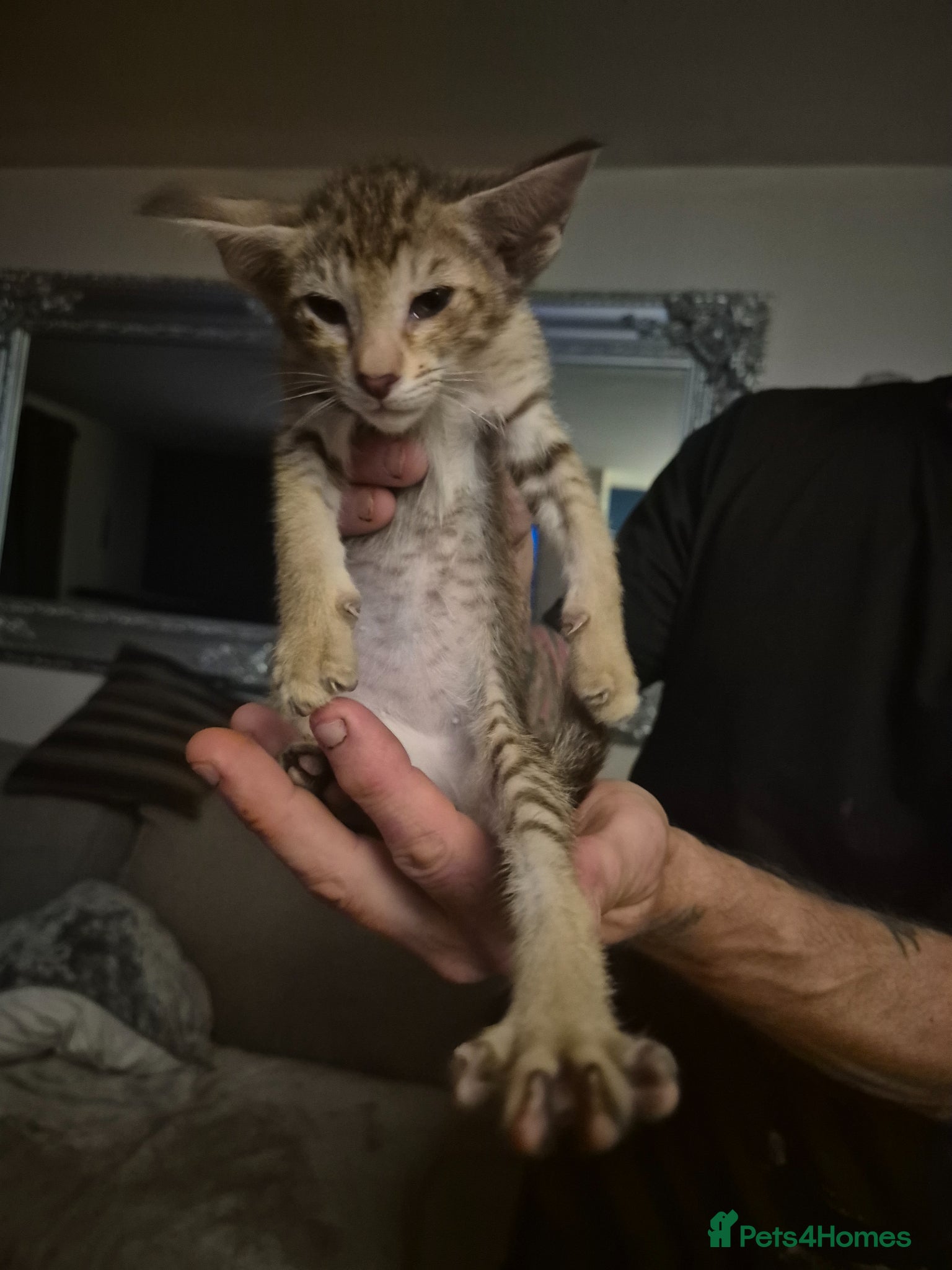 Oriental cats Pedigree Oriental kittens ( only 1 remaining ) - Advert 1
