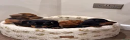 Miniature Dachshund dogs for sale: Miniature dachshund  - Advert 7