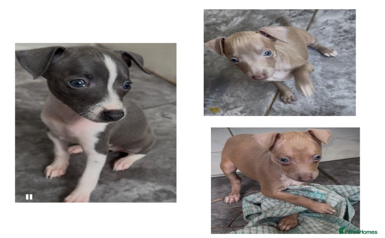Italian Greyhound dogs - Advert 2