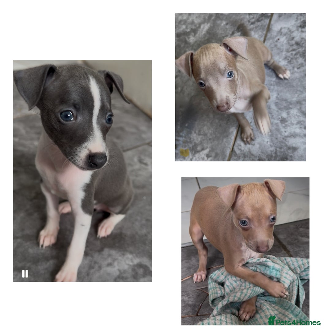 Italian Greyhound dogs for sale: KC registered Italian Greyhounds  - Image 1