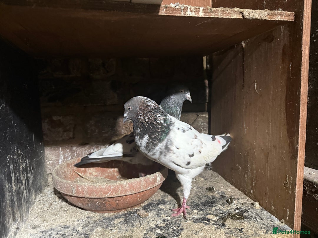 Mixed Breed birds for sale: Pakistani high flyers for sale  - Advert 2