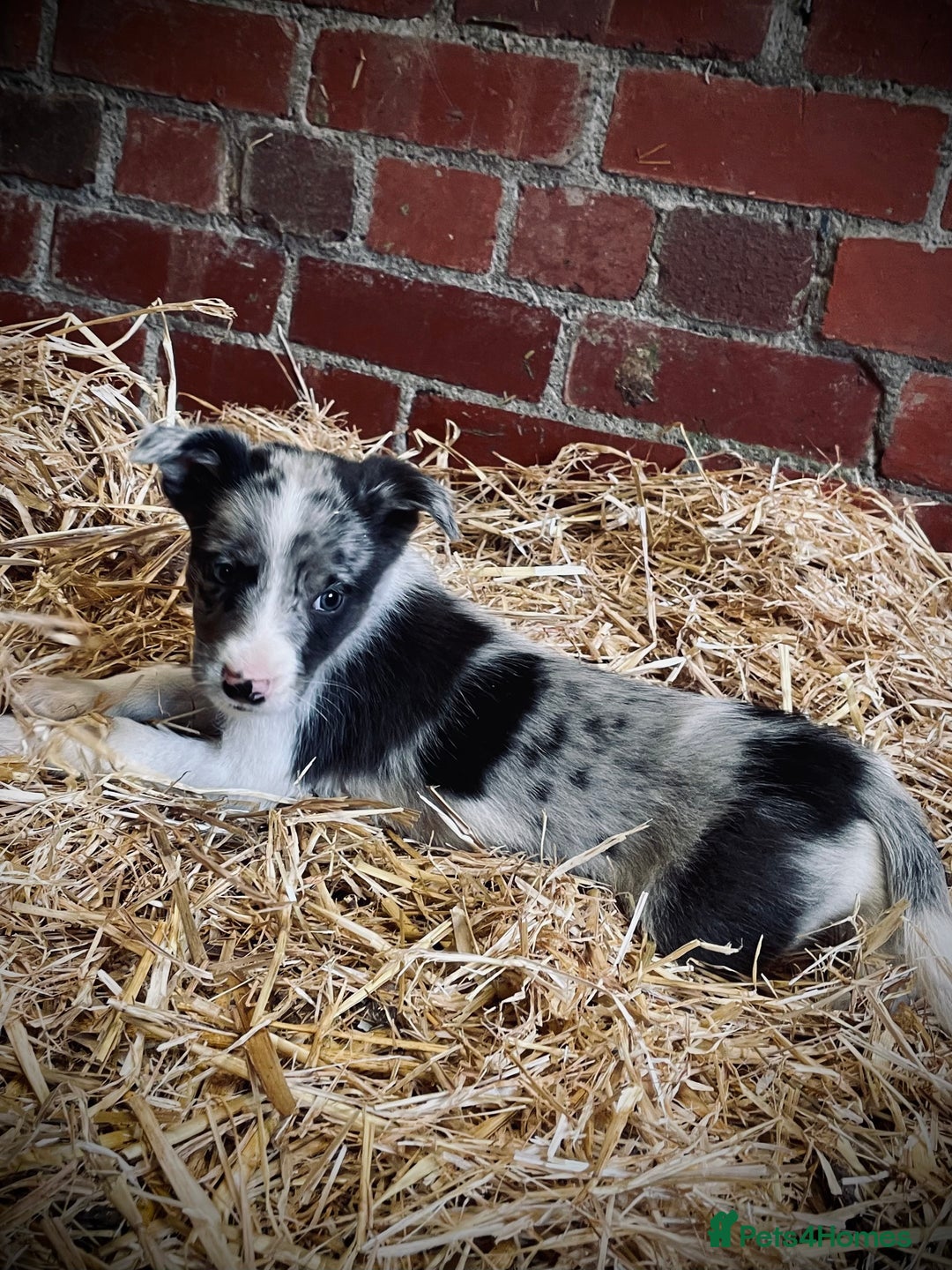 Mixed Breed dogs for sale: Collie x puppies - Image 13
