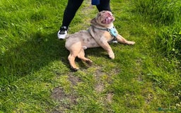 English Bulldog dogs for sale: English bulldog (3 yrs old). - Image 3