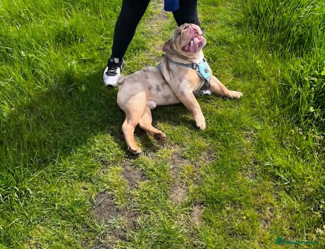 English Bulldog dogs for sale: English bulldog (3 yrs old). - Image 3