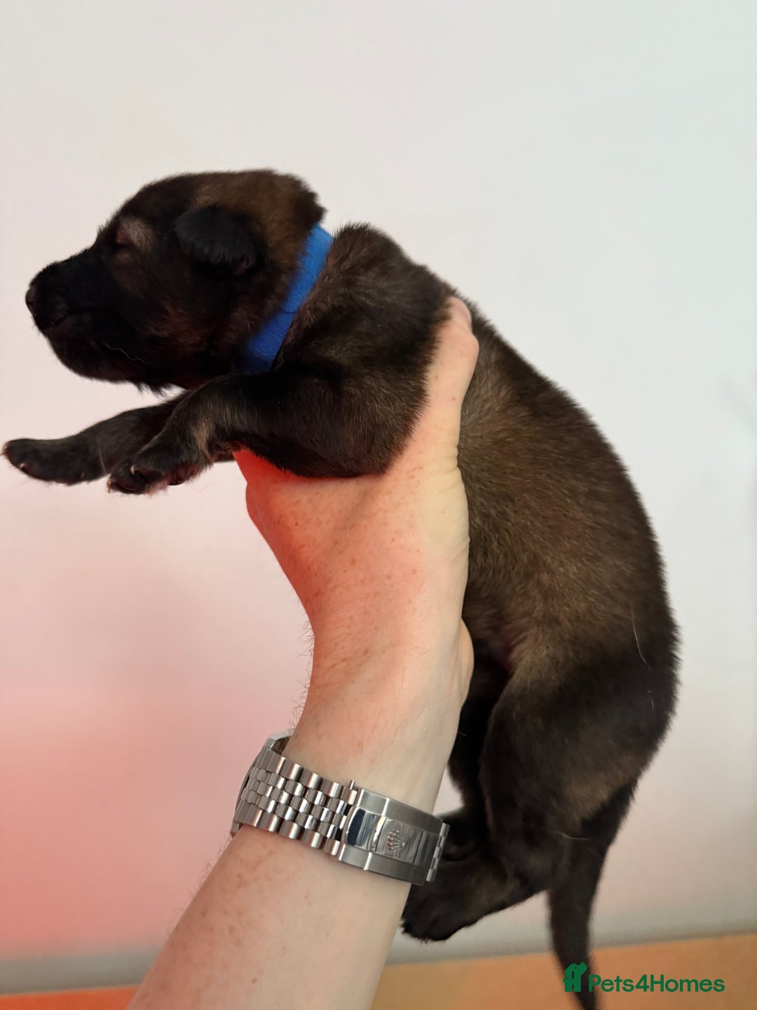 German Shepherd dogs for sale: Beautiful Working Line German Shepherd Puppies - Image 8