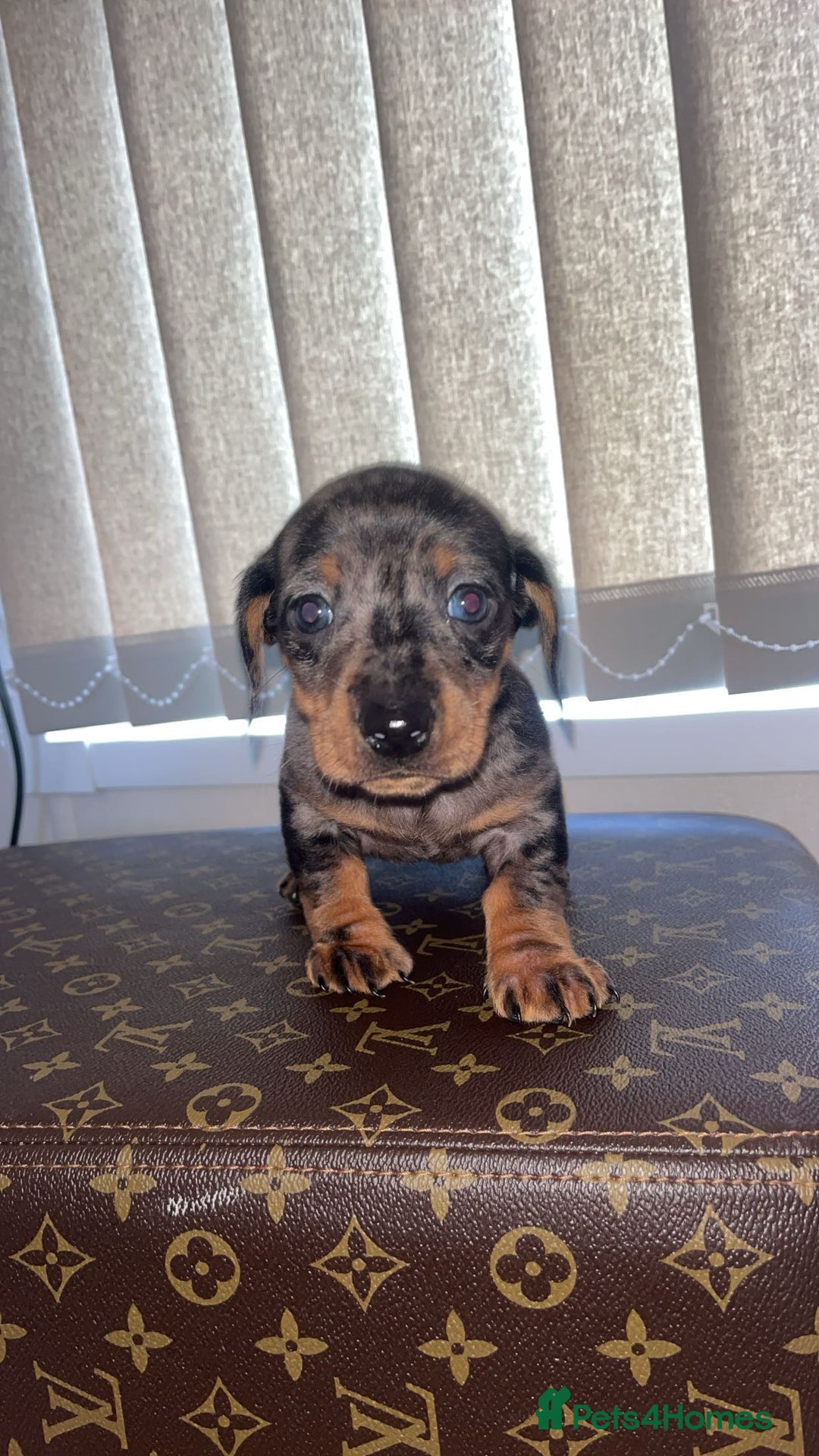 Miniature Dachshund dogs for sale: Miniature dachshund puppies - Advert 7